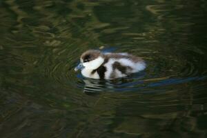 Paradies Shelduck im Neu Neuseeland foto