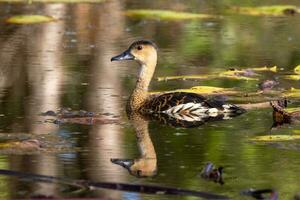 wandern Pfeifen Ente foto