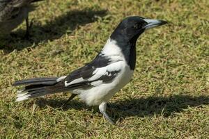 gescheckt Metzgervogel im Australien foto