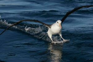 schwarzbraun Albatros im Australien foto