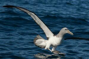 Salvins mollymawk Albatros foto