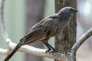 Apostelvogel im Australien foto