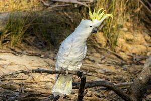 Schwefelschopf Kakadu im Australien foto