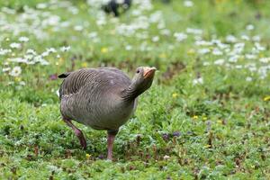 Graugans Gans im Australien foto