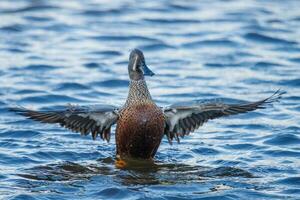 australasiatisch Löffelente Ente foto