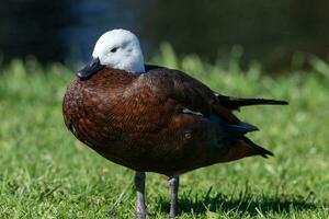 Paradies Shelduck im Neu Neuseeland foto