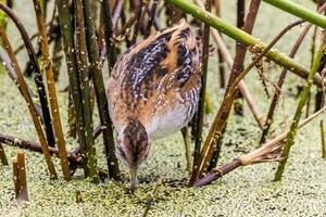 Baillons Crake im Australien foto