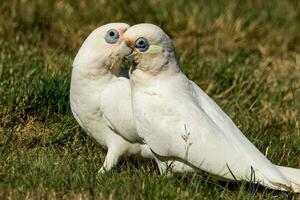 wenig corella im Australien foto