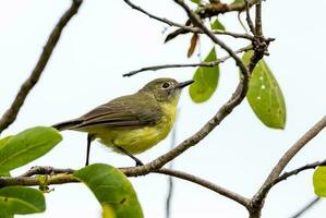 Fee gerygone im Australien foto