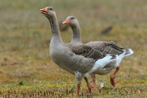 Graugans Gans im Australien foto