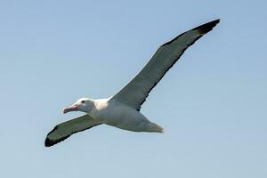 nördlicher königlicher Albatros foto