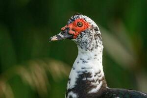 Muscovy Ente im Australien foto