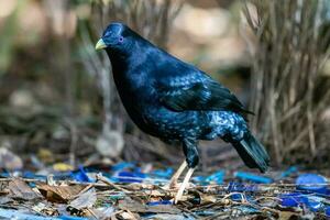 Satin- Laubvogel im Australien foto