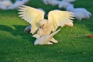 wenig corella im Australien foto