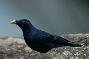 Satin- Laubvogel im Australien foto