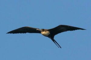 großartig Fregattvogel im Australien foto