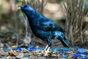 Satin- Laubvogel im Australien foto