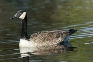 Kanada Gans im Australien foto