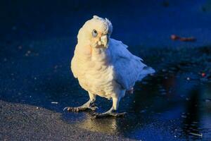 wenig corella im Australien foto