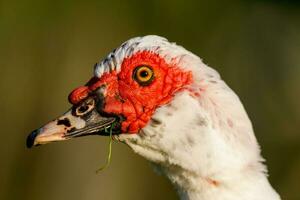 Muscovy Ente im Australien foto