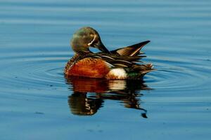 australasiatisch Löffelente Ente foto