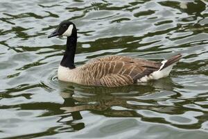 Kanada Gans im Australien foto