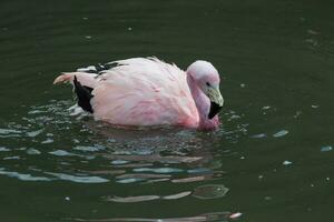 andean Rosa Flamingo foto