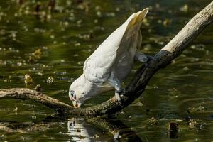 wenig corella im Australien foto