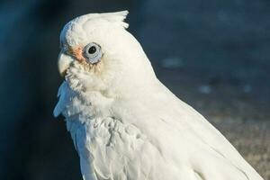 wenig corella im Australien foto