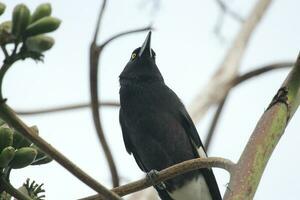 gescheckt Currawong im Australien foto