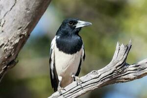 gescheckt Metzgervogel im Australien foto