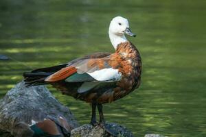 Paradies Shelduck im Neu Neuseeland foto