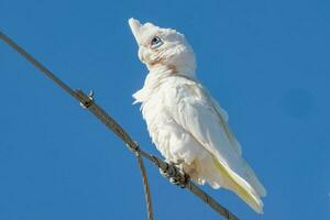 wenig corella im Australien foto