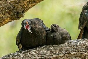 weißflügelig chough im Australien foto