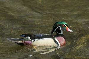 amerikanisch Holz Ente foto