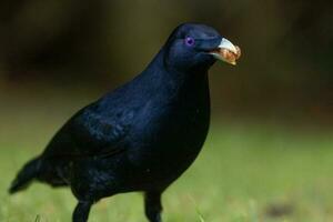 Satin- Laubvogel im Australien foto