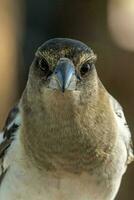 gescheckt Metzgervogel im Australien foto