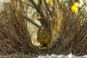 Western Laubvogel im Australien foto