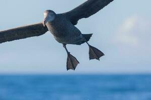 Nord Riese Sturmvogel foto