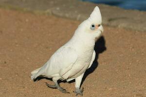 wenig corella im Australien foto