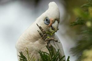 wenig corella im Australien foto