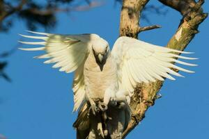 wenig corella im Australien foto