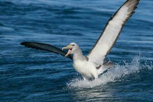Salvins mollymawk Albatros foto