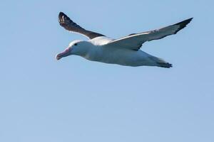 nördlicher königlicher Albatros foto