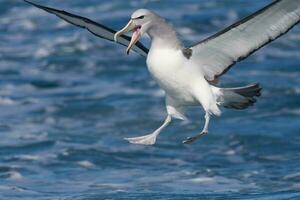 Salvins mollymawk Albatros foto