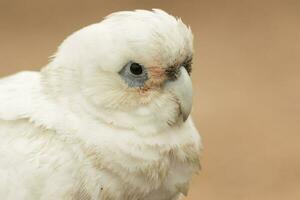 wenig corella im Australien foto