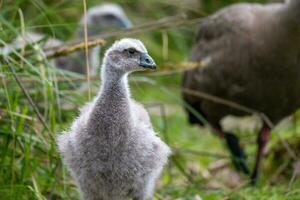 Kap unfruchtbar Gans im Australien foto