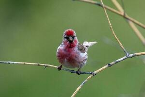 verbreitet redpoll im Australien foto