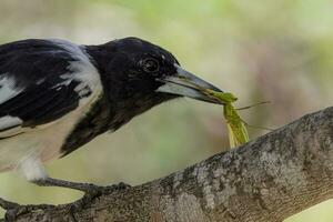 gescheckt Metzgervogel im Australien foto