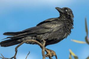 Torresian Krähe im Australien foto